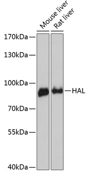 Western blot analysis of extracts of various cell lines, using HAL antibody  at 1:3000 dilution