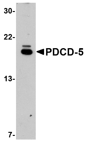Western blot analysis of PDCD5 in EL4 cell lysate with PDCD5 antibody at 1μg/mL