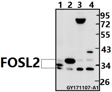 a02615s301 fosl2 primary antiboties wb testing 1