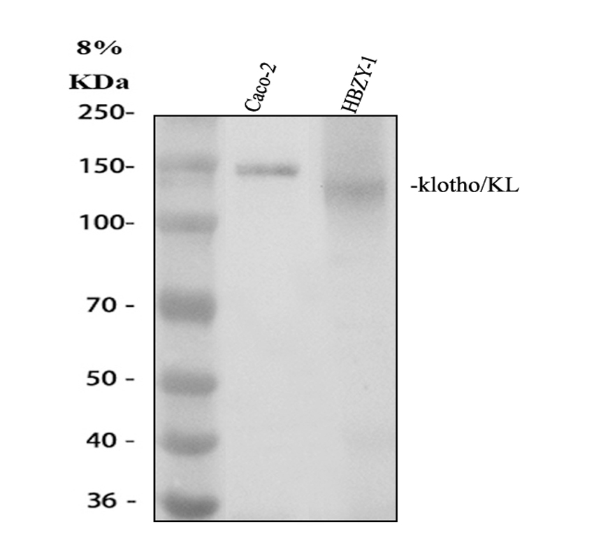 a02616 1 kl primary antibodies wb testing 1