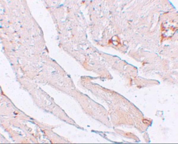 a02616 kl primary antibodies ihc testing 4