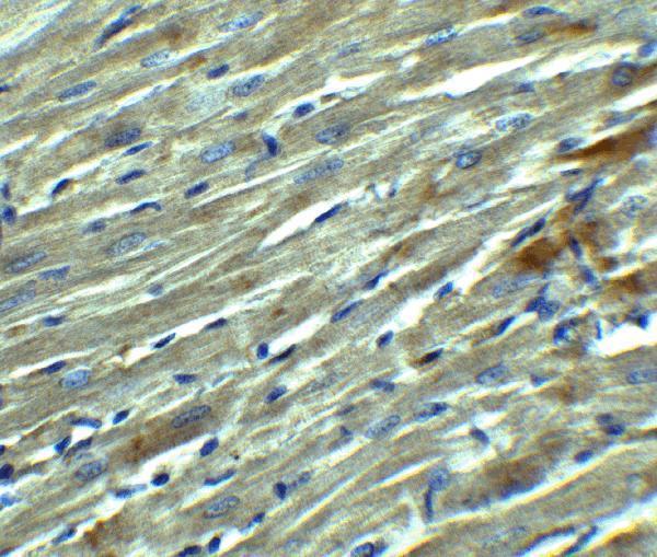 a02616 kl primary antibodies ihc testing 6