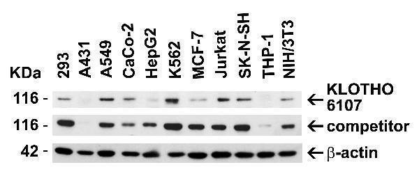 a02616 kl primary antibodies wb testing 1