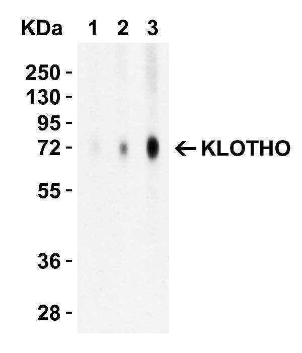 a02616 kl primary antibodies wb testing 2