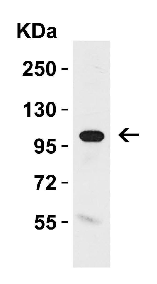 a02616 kl primary antibodies wb testing 3