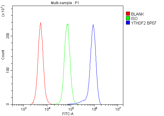 a02621 1 ythdf2 primary antibodies fcm testing 6