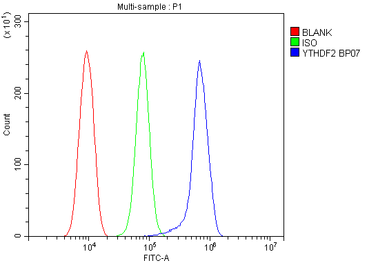 a02621 1 ythdf2 primary antibodies fcm testing 7