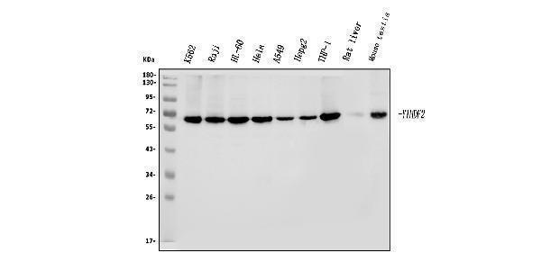 a02621 1 ythdf2 primary antibodies wb testing 1