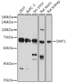 Western blot analysis of extracts of various cell lines, using DMT1/SLC11A2 Rabbit pAb  at 1:1000 dilution
