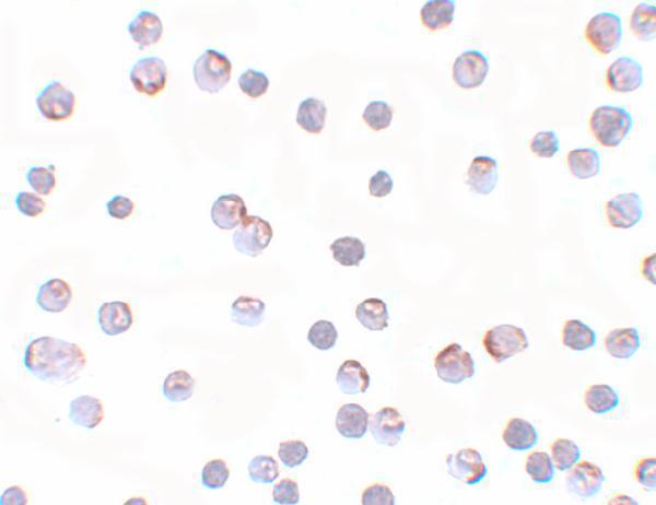 a02624 apc2 primary antibodies icc testing 2