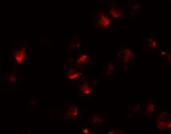 a02624 apc2 primary antibodies if testing 3