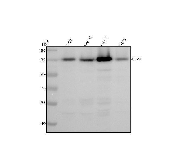 Western blot analysis of USP8 using anti-USP8 antibody (A02626-1)