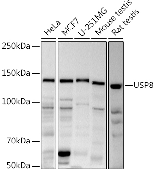 a02626 usp8 primary antiboties wb testing 1
