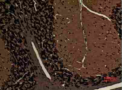 a02627 1 myo6 primary antibodyes ihc testing 4