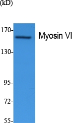 a02627 1 myo6 primary antibodyes wb testing 1