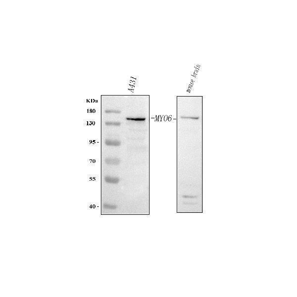 a02627 2 myo6 primary antibodies wb testing 1