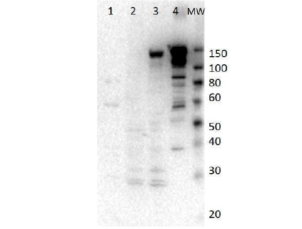 a02627 myo6 primary antibodies wb testing 1_1