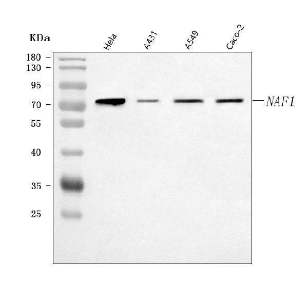 a02629 1 naf1 primary antibodies wb testing 1