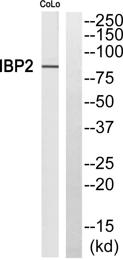 a02630 1 fyb primary antibodies wb testing 1