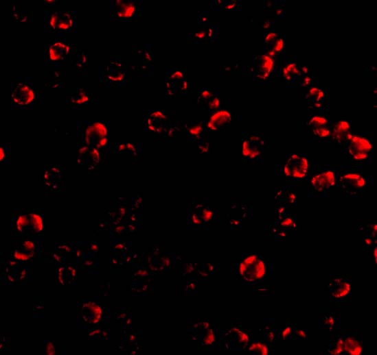 Immunofluorescence of Caspase 6 in MCF7 cells with Caspase 6 antibody at 10 μg/mL