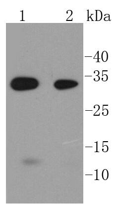 Western blot analysis of Caspase-6 on different lysates using anti-Caspase-6 antibody at 1/1,000 dilution