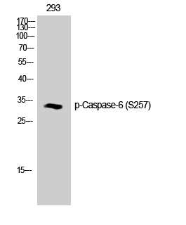 Western Blot analysis of 293T cells using Phospho-Caspase-6 (S257) Polyclonal Antibody diluted at 1:1000