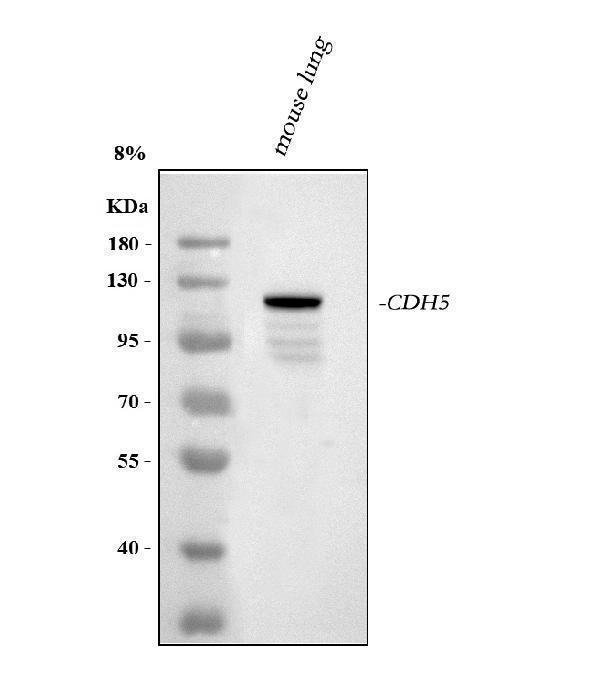 a02632 2 cdh5 primary antibodies wb testing 1