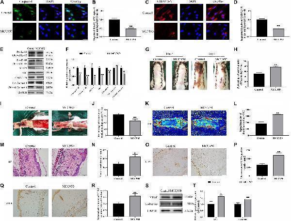 a02632 2 fcell 09 643996 g002