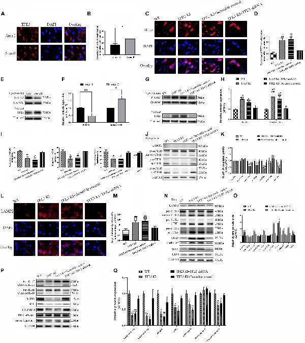 a02632 2 fcell 09 643996 g005