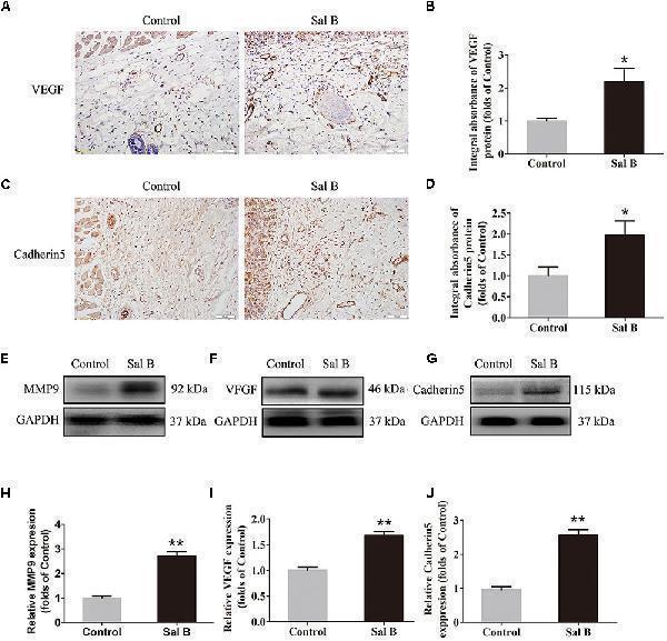 a02632 2 fphar 09 01178 g002