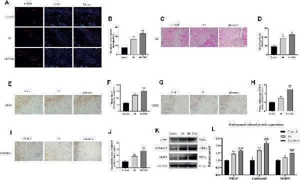 a02632 2 fphar 11 00951 g004