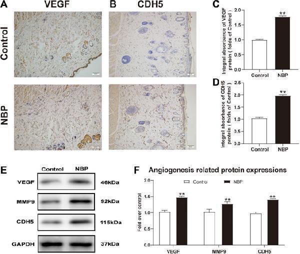 a02632 2 fphar 11 612932 g002