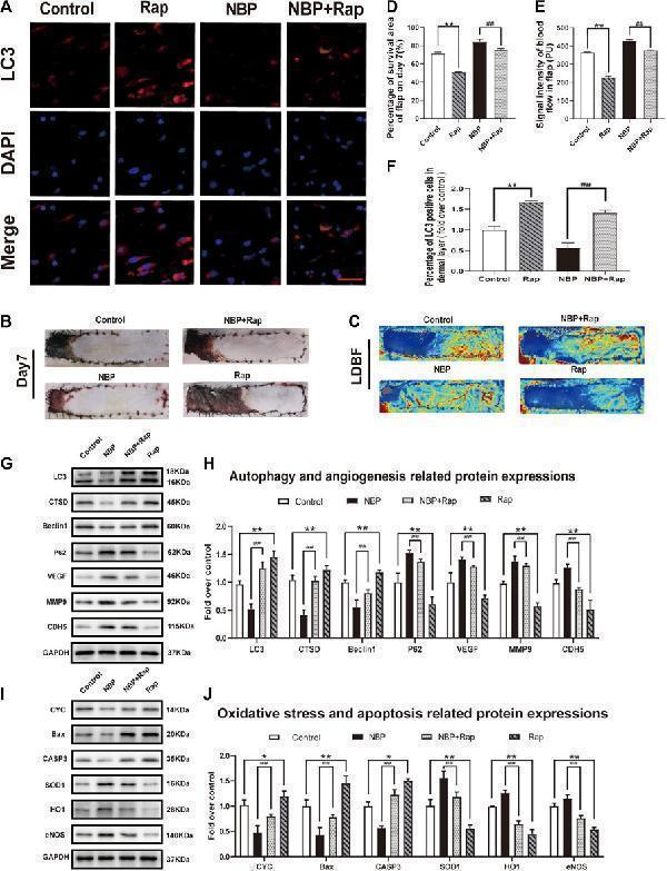 a02632 2 fphar 11 612932 g006