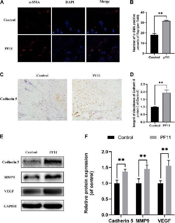 a02632 2 fphar 12 667524 g002