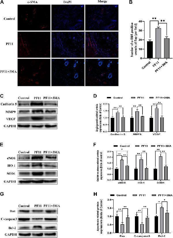 a02632 2 fphar 12 667524 g006
