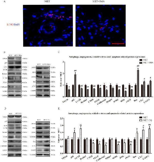 a02632 2 ijbsv15p0325g006