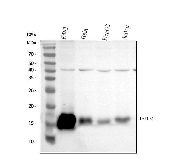 a02633 1 ifitm1 primary antibodies wb testing 1_1