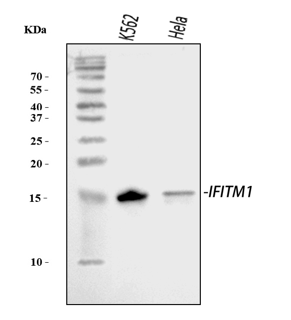 a02633 2 ifitm1 primary antibodies wb testing 1