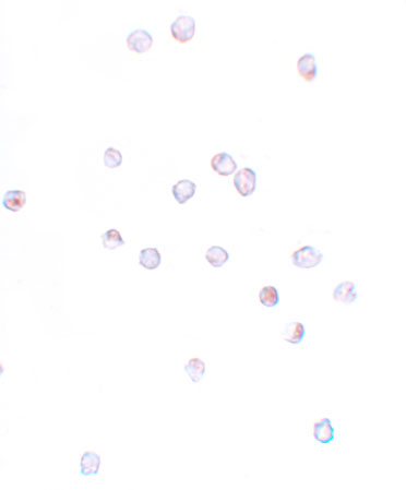 a02633 ifitm1 primary antibodies icc testing 2