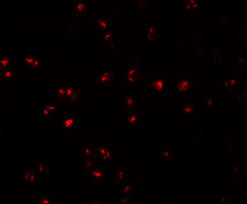 a02633 ifitm1 primary antibodies if testing 3