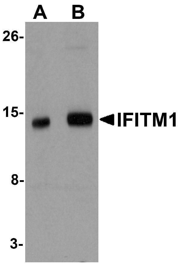 a02633 ifitm1 primary antibodies wb testing 1