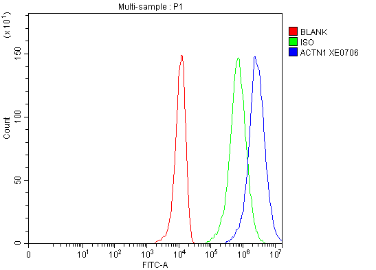 a02635 1 actn1 primary antibodies fcm testing 1