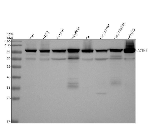 a02635 1 actn1 primary antibodies wb testing 1
