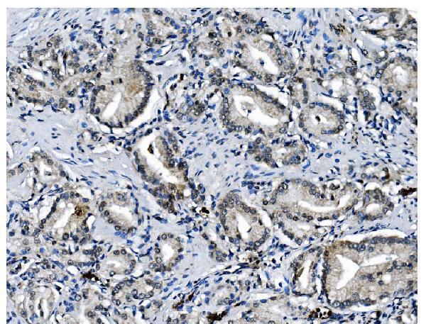 a02636 1 pcbp1 primary antibodies ihc testing 6