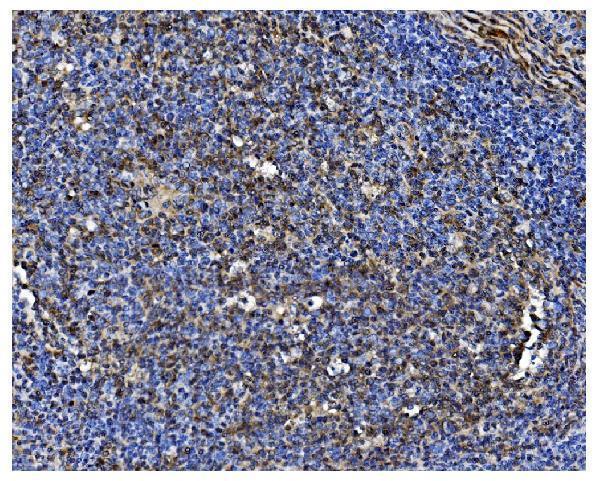 a02636 1 pcbp1 primary antibodies ihc testing 8