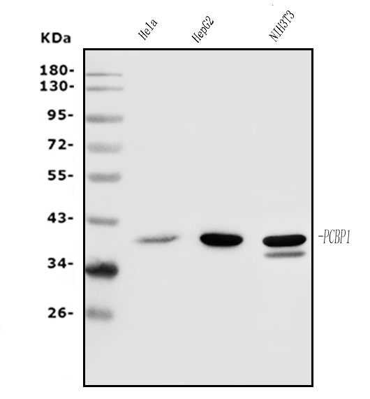 a02636 1 pcbp1 primary antibodies wb testing 1