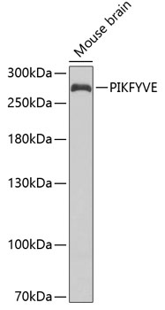 a02638 2 pikfyve primary antiboties wb testing 1