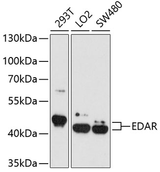 Western blot analysis of extracts of various cell lines, using EDAR antibody  at 1:1000 dilution