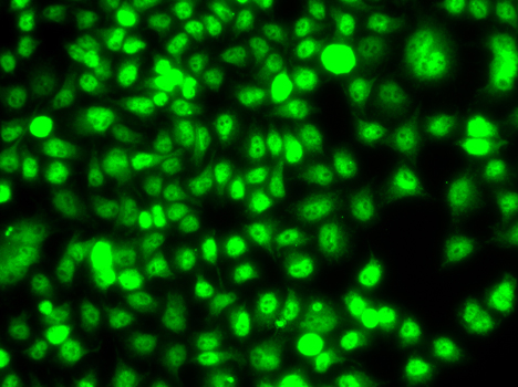 Immunofluorescence analysis of U-2 OS cells using ETS2 antibody  at dilution of 1:100