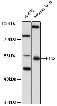 Western blot analysis of extracts of various cell lines, using SPRY3 antibody  at 1:1000 dilution
